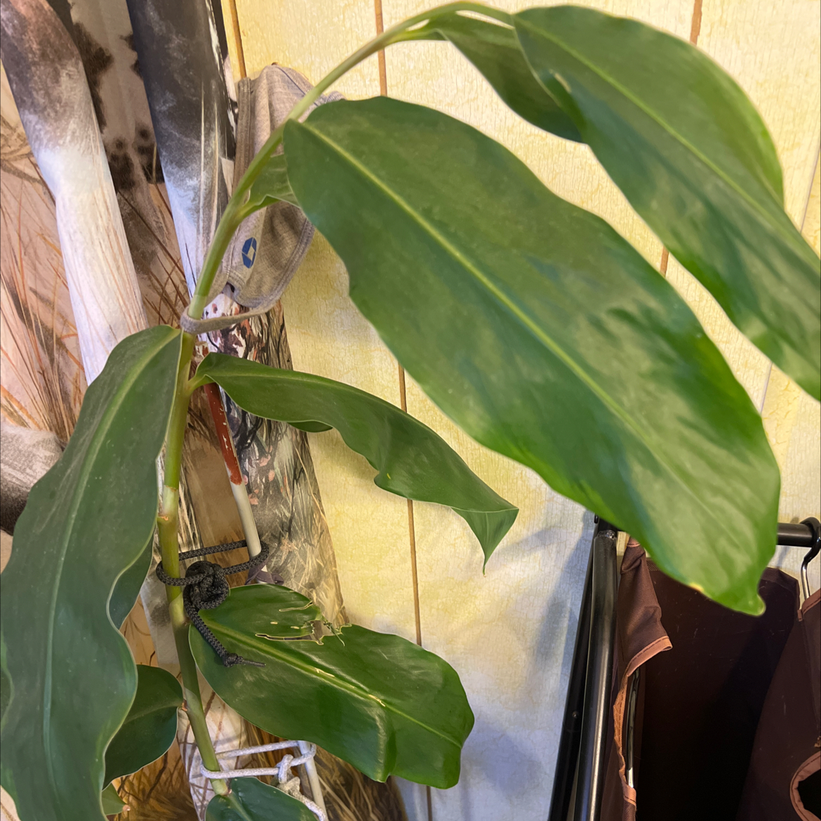 Butterfly Ginger plant with healthy green leaves indoors.