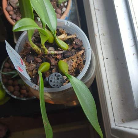 Photo of the plant species Bulbophyllum longissimum by @SnappyWormseed named Gaga on Greg, the plant care app