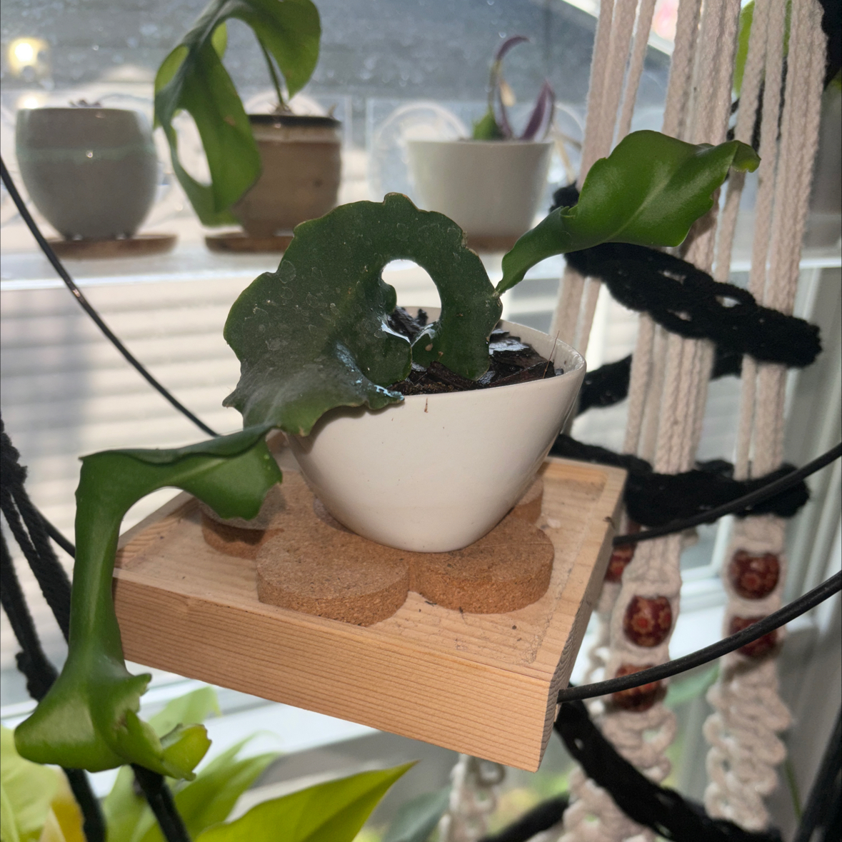Curly Locks Orchid Cactus in a white pot on a wooden platform with other plants in the background.