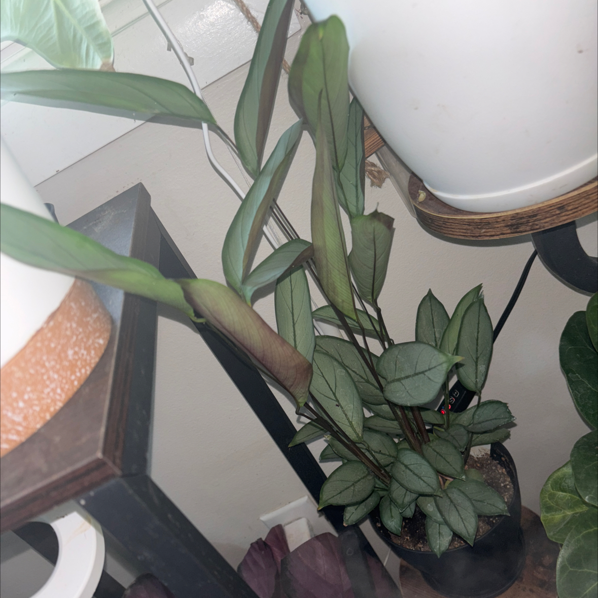 Photo of the plant species Grey Star by @SumFox named 5 -7 Maya on Greg, the plant care app