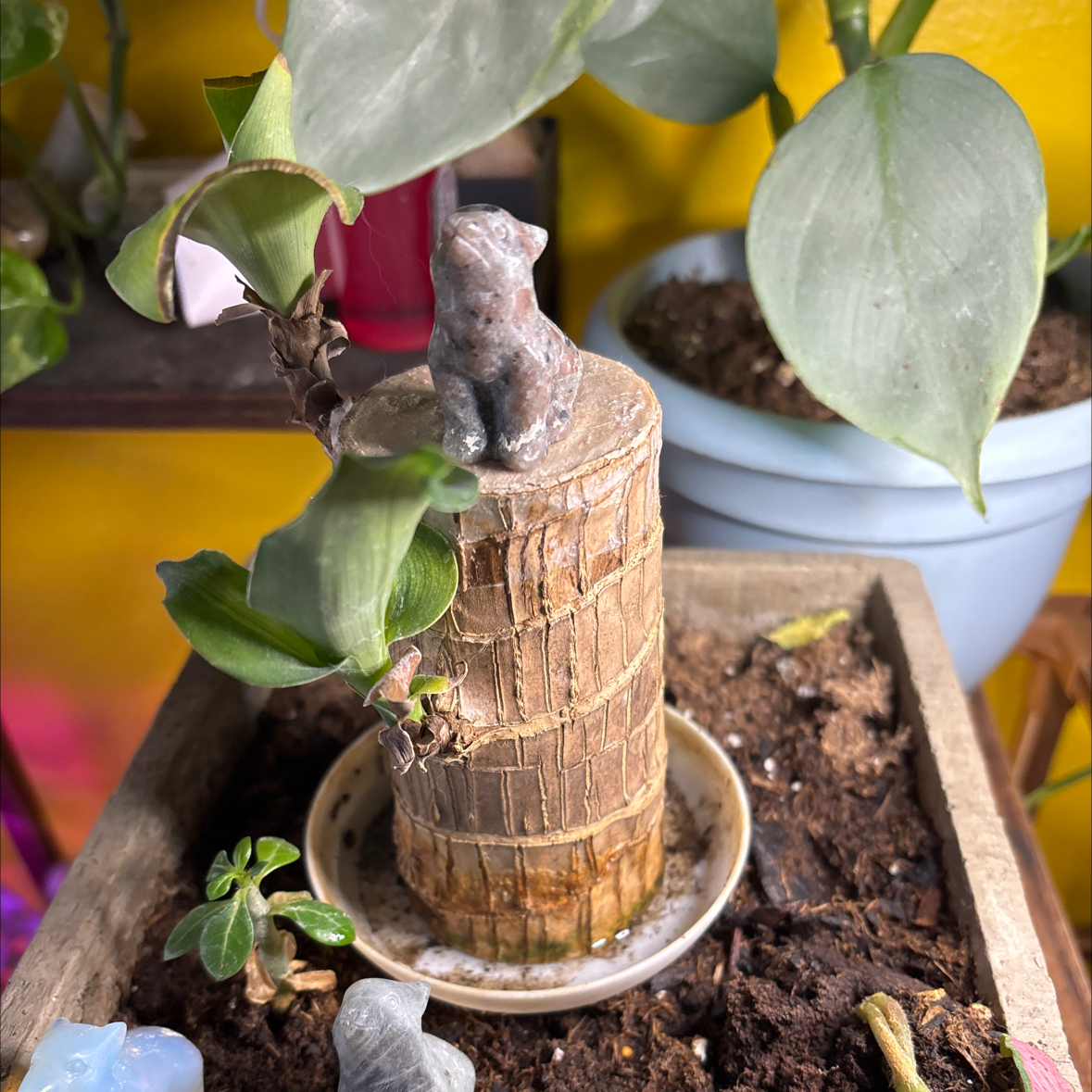 Photo of the plant species Brazilwood by @SumFox named 1 -7 Brawny on Greg, the plant care app