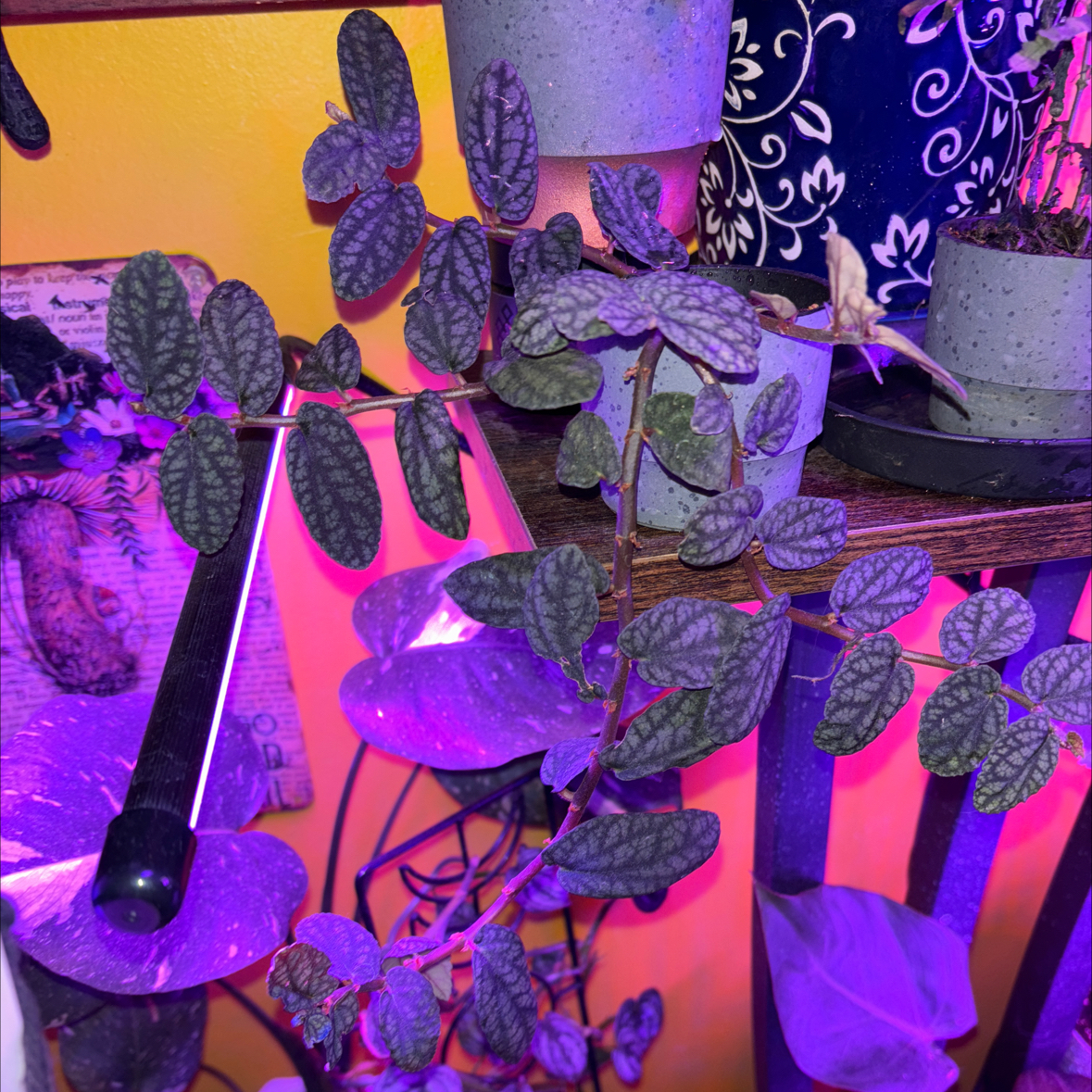 Photo of the plant species Shingle Plant by @SumFox named 1 Shelly on Greg, the plant care app