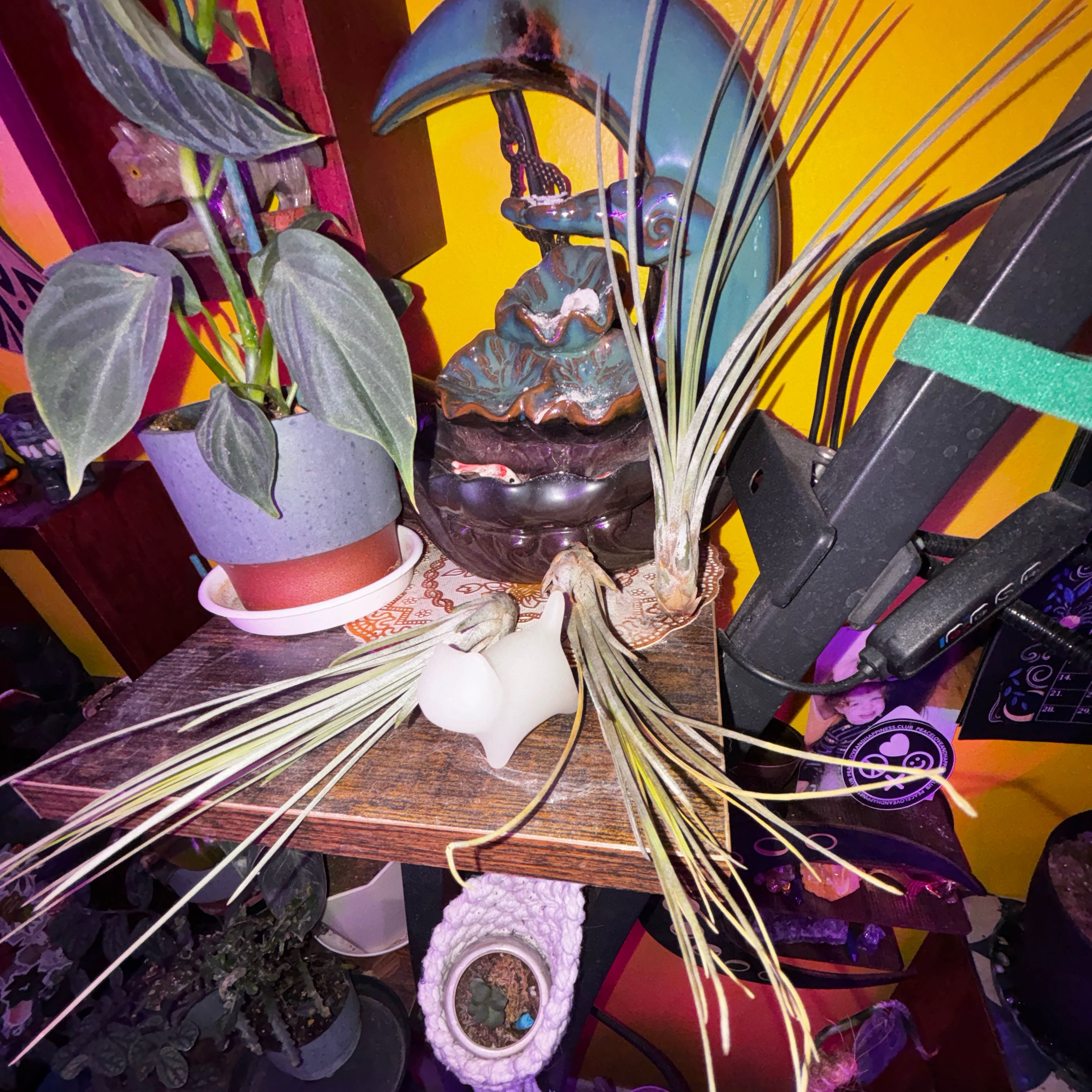 Photo of the plant species Juncifolia Air Plant by @SumFox named 0 Luke, & Leia on Greg, the plant care app