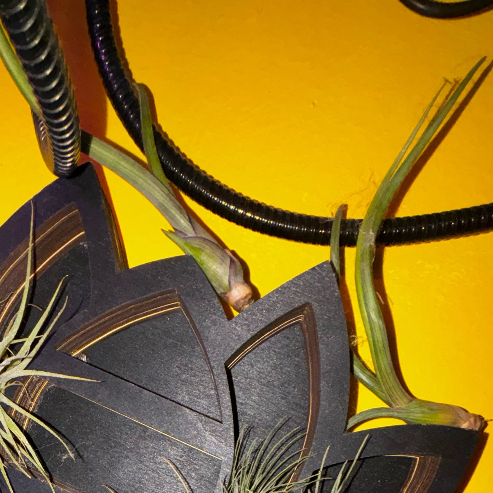 Photo of the plant species Tillandsia baileyi by @SumFox named 0 Gus & Gill on Greg, the plant care app