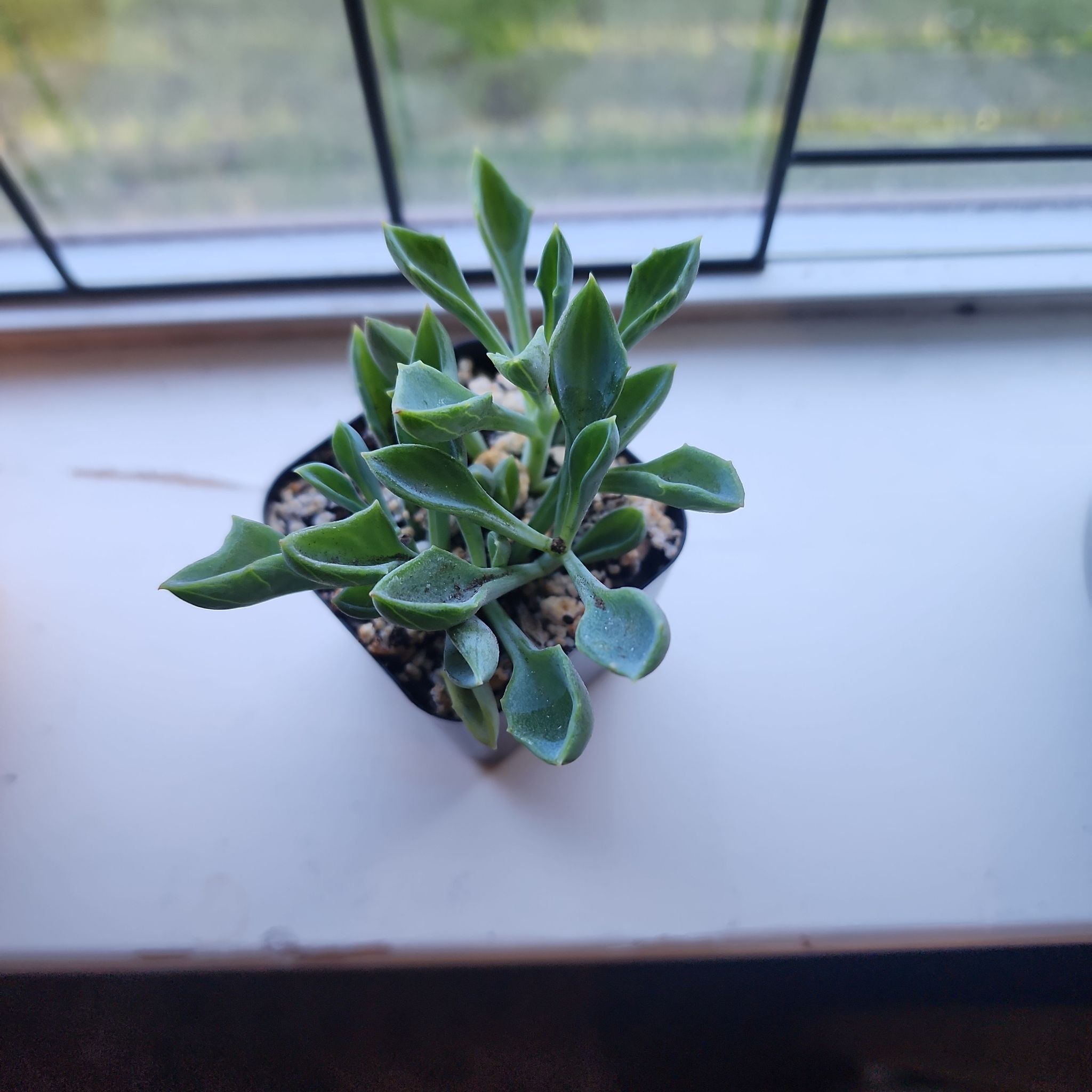 Photo of the plant species Senecio kleiniiformis by @LeadNaillichen named James Dean on Greg, the plant care app