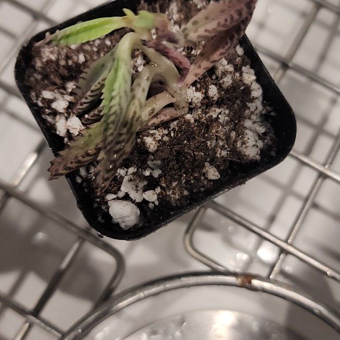 Photo of the plant species Mother of Millions by @LeadNaillichen named Bella on Greg, the plant care app