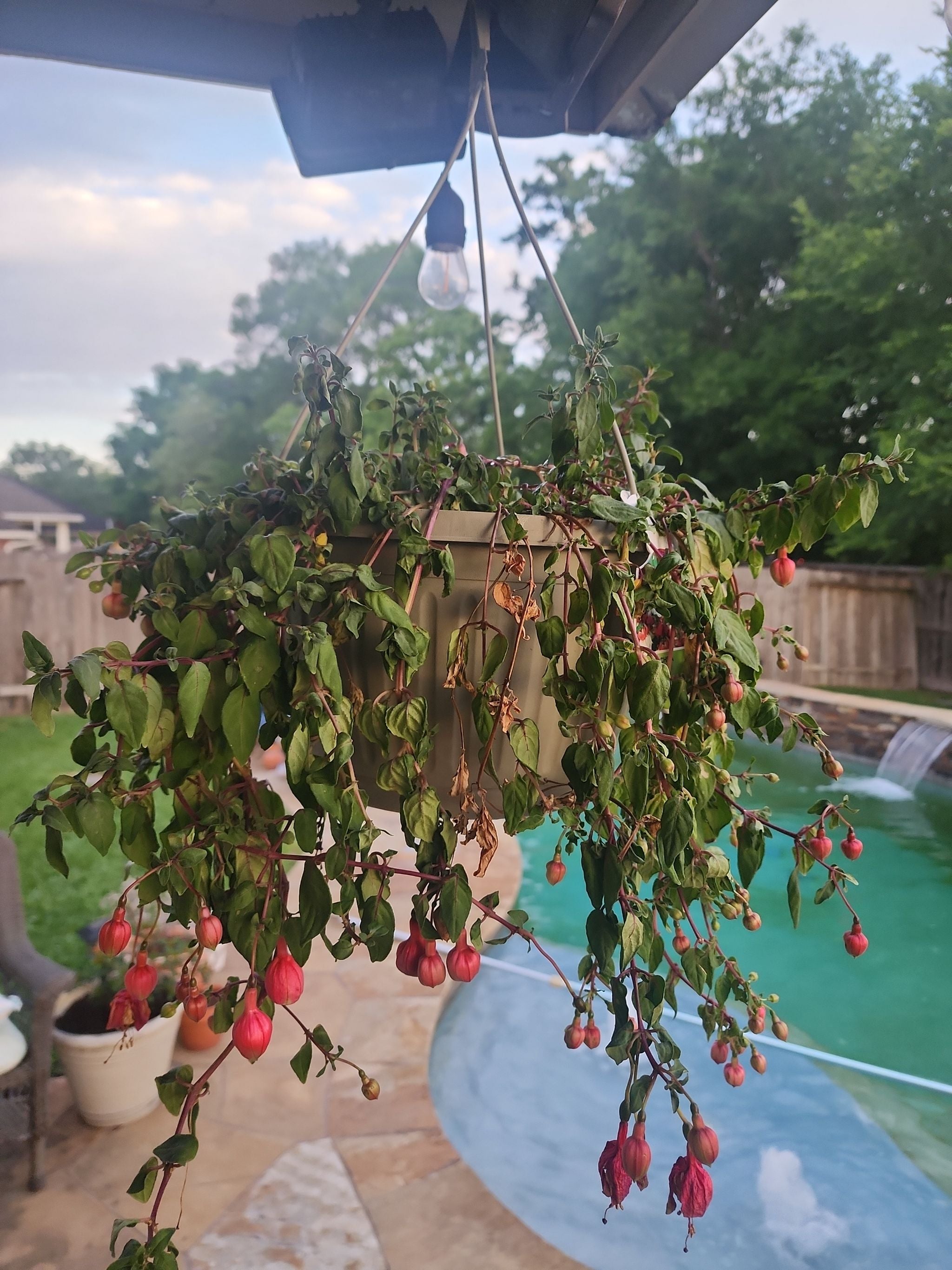 🌸 Best Climate for Fuchsia 'Autumnale' Zones 9a11b