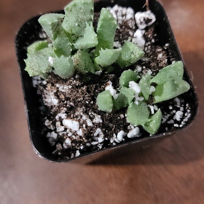 Photo of the plant species Aloinopsis by @LeadNaillichen named Foxxy on Greg, the plant care app