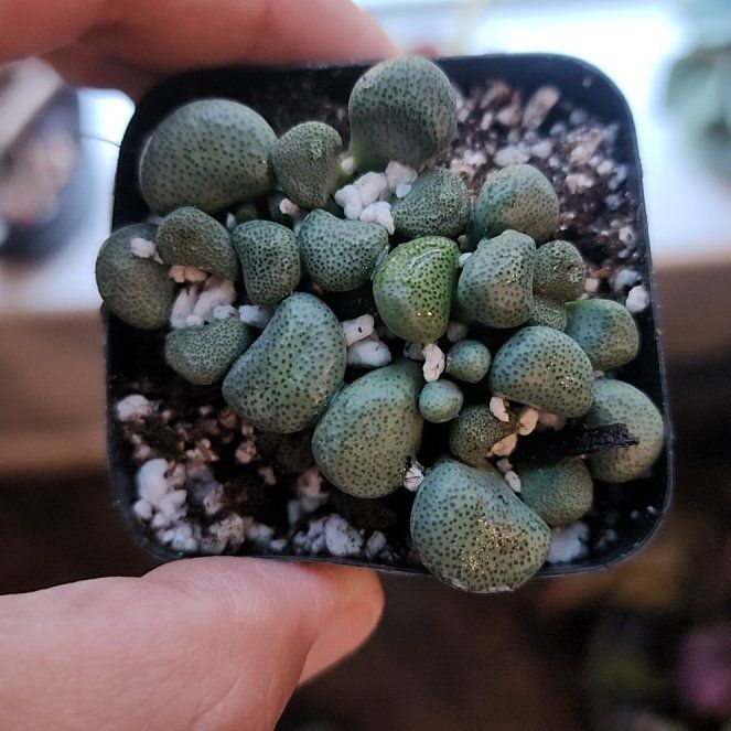 Photo of the plant species Living Stone by @LeadNaillichen named Mando on Greg, the plant care app