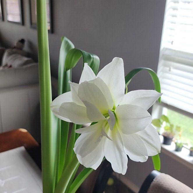Photo of the plant species Amaryllis by @LeadNaillichen named Bigleef Smalls on Greg, the plant care app