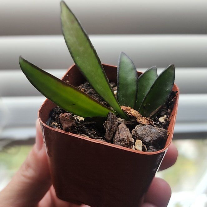 Photo of the plant species Hoya wayetti by @LeadNaillichen named Sahara on Greg, the plant care app