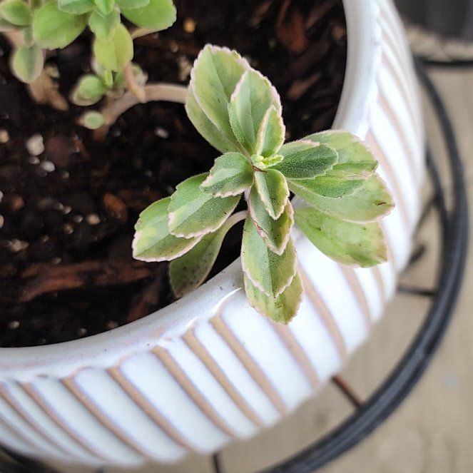 Photo of the plant species Plectranthus Neochilus by @LeadNaillichen named Diana on Greg, the plant care app