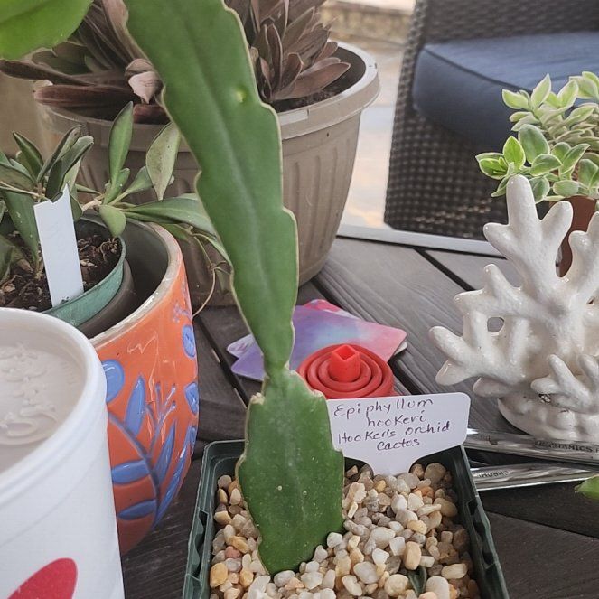 Photo of the plant species Hooker's Orchid Cactus by @LeadNaillichen named Lavender on Greg, the plant care app