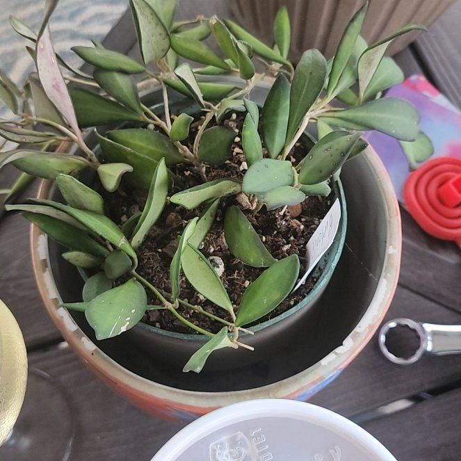 Photo of the plant species Hoya 'Burtoniae' by @LeadNaillichen named Einstein on Greg, the plant care app