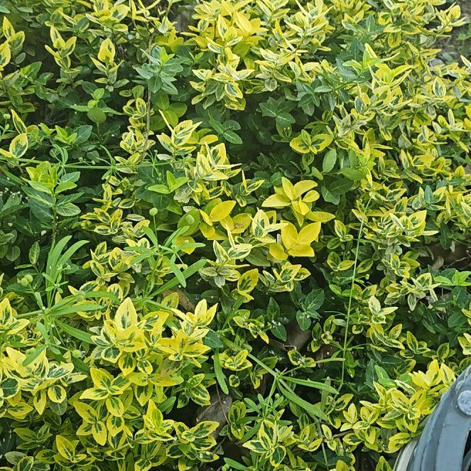 Photo of the plant species Golden Euonymus by @ArdentCineraria named Ronaldo on Greg, the plant care app