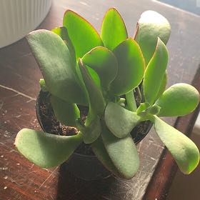 Photo of the plant species Propeller Jade by @WinMammillaria named Noble on Greg, the plant care app