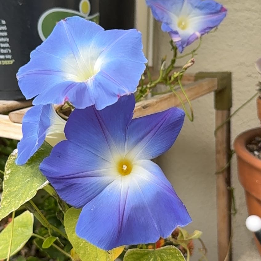🌞 How and When Should I Cut Back My Morning Glory?