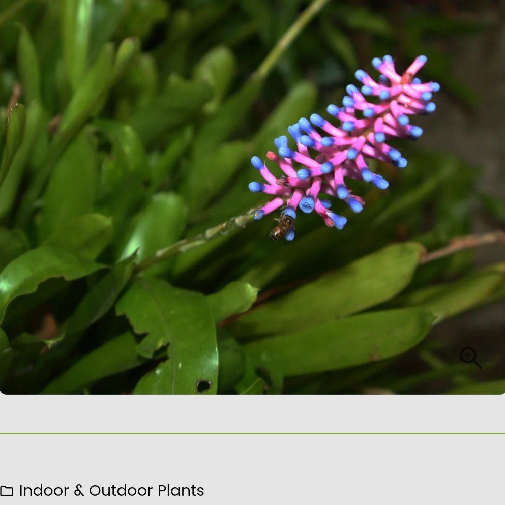 Photo of the plant species Matchstick bromeliad by @PoisedWildrice named Aechmea gamosepala Pink & Blue on Greg, the plant care app