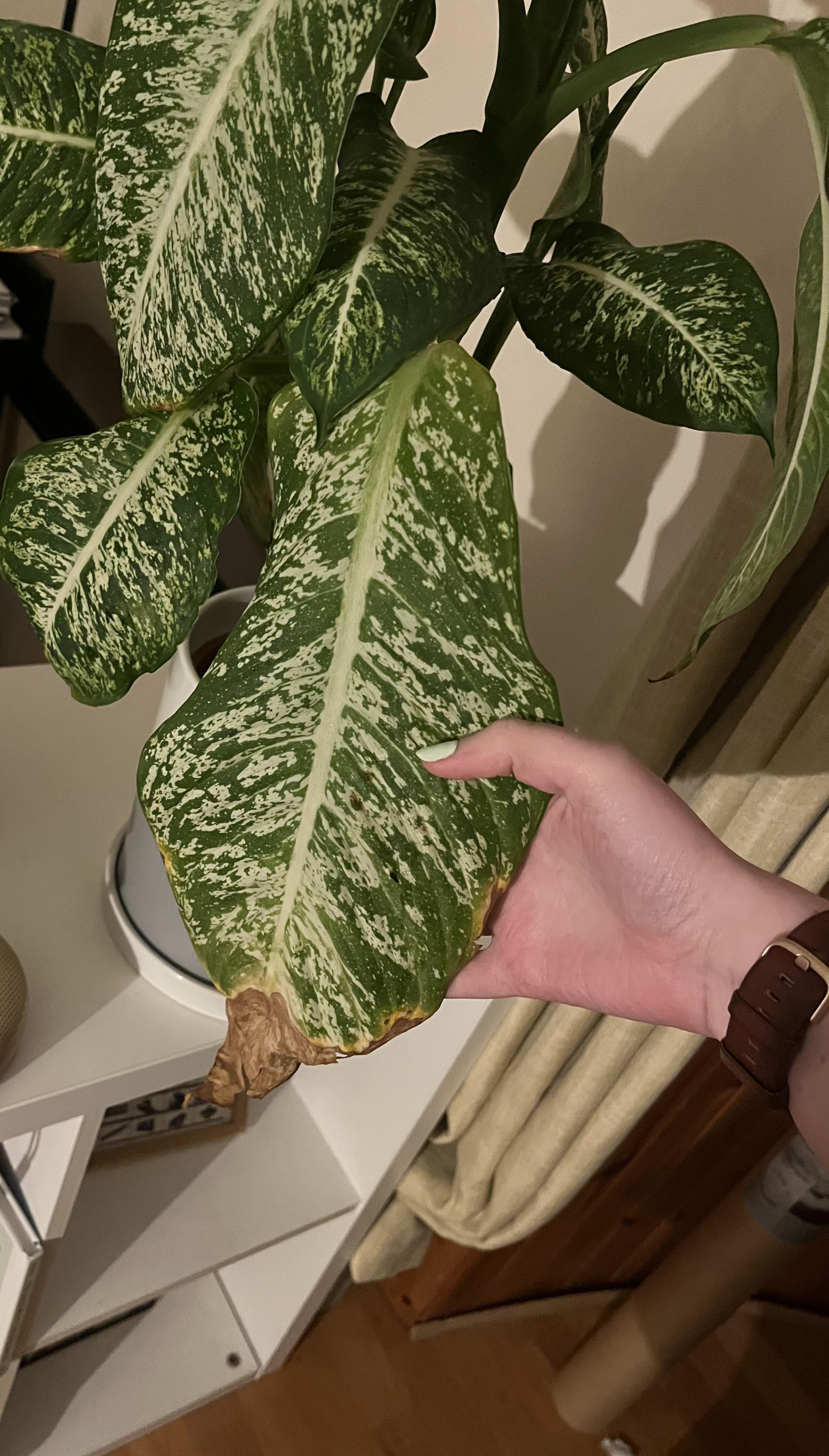 Why Are My Dieffenbachia 'Starbright' Leaves Droopy?
