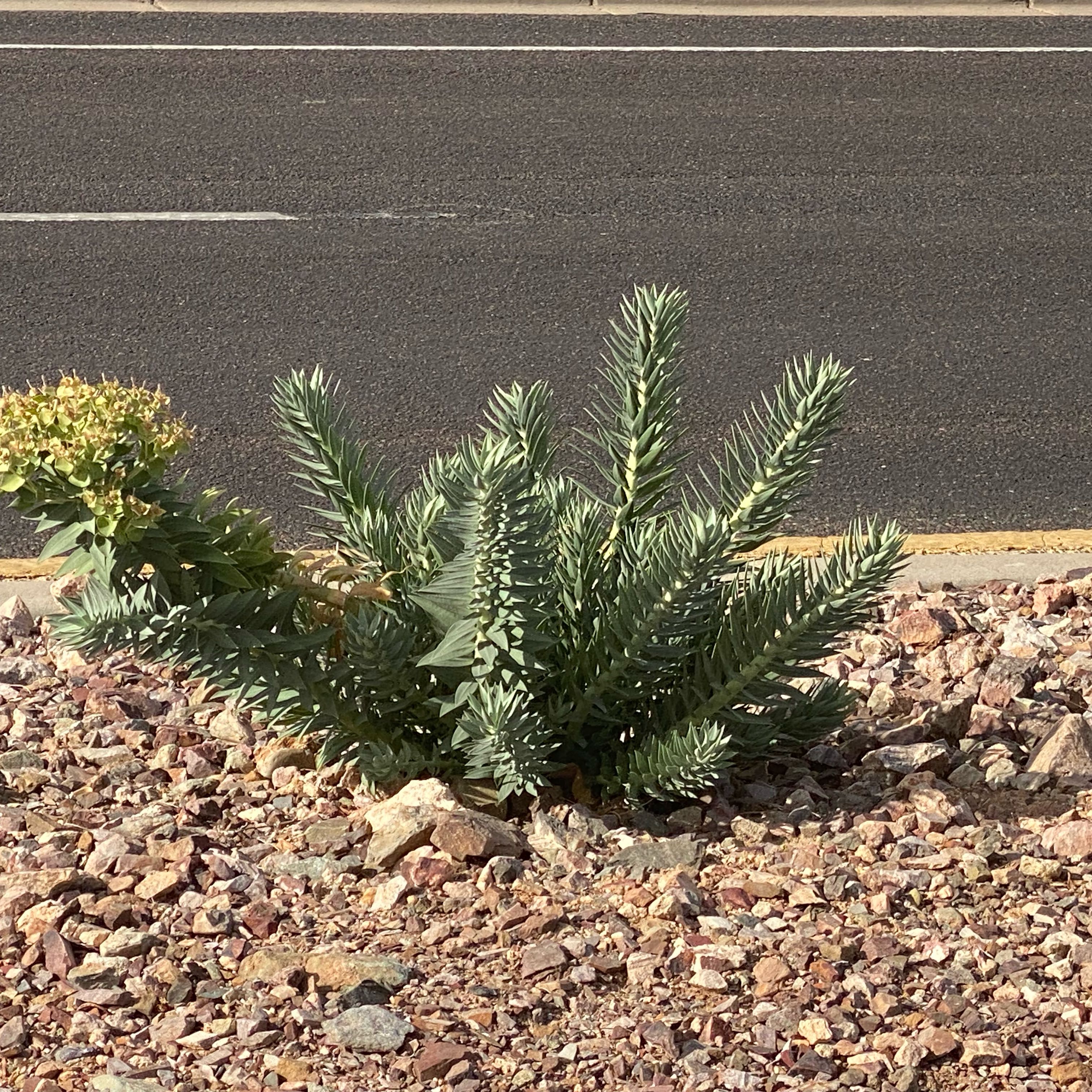 Photo of the plant species Gopher Plant by @ChicBluefescue named Sanders on Greg, the plant care app