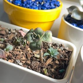 Photo of the plant species Graptopetalum 'Purple Delight' by @YiftSandrose named Cleopatra on Greg, the plant care app