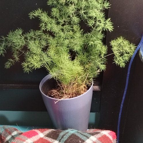 Photo of the plant species Asparagus umbellatus by @SnappyBunyapine named Madonna on Greg, the plant care app