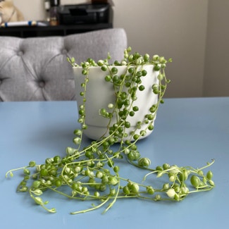 Variegated String of Pearls plant in Somewhere on Earth