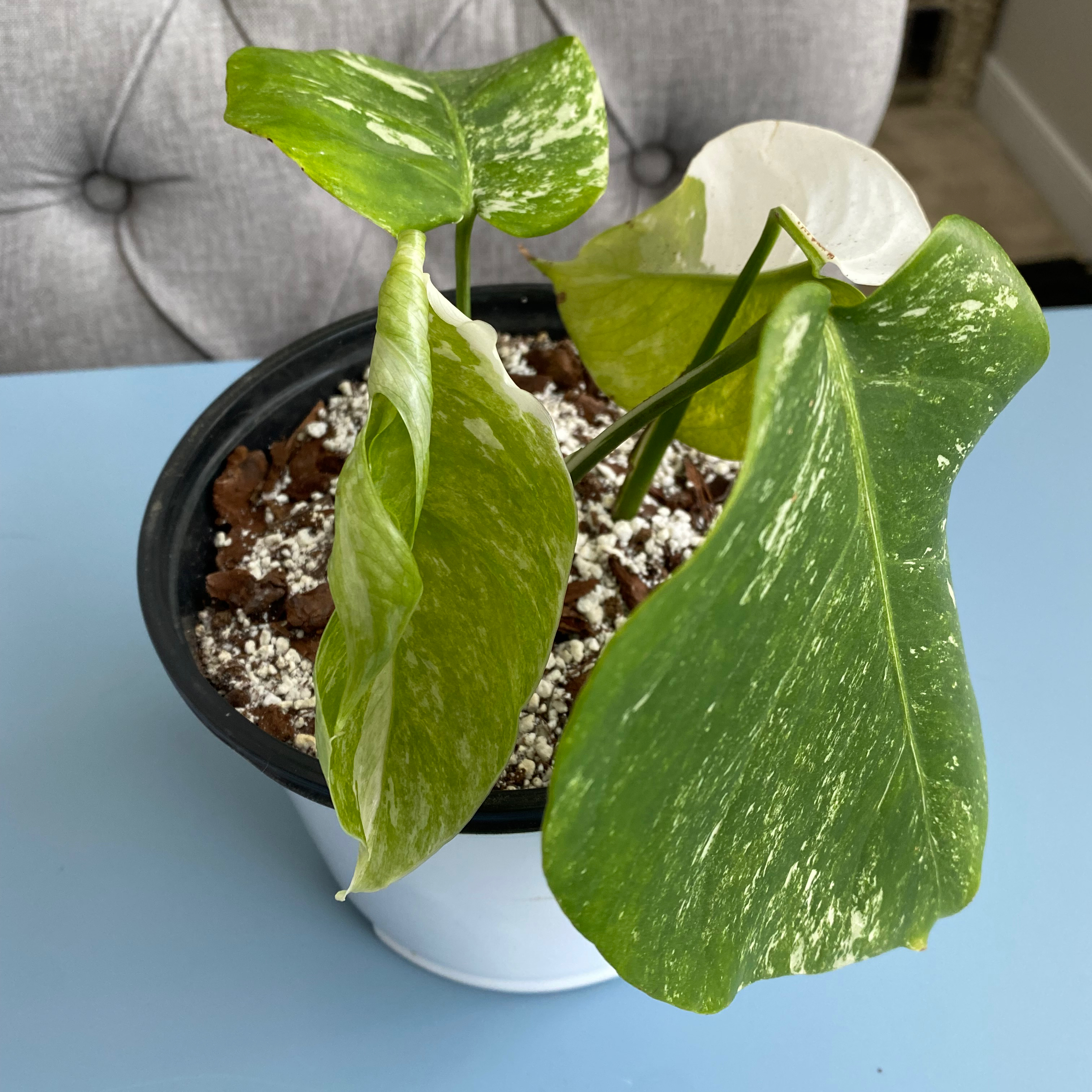 Monstera 'Albo' plant in a pot with variegated leaves, some yellowing and browning.