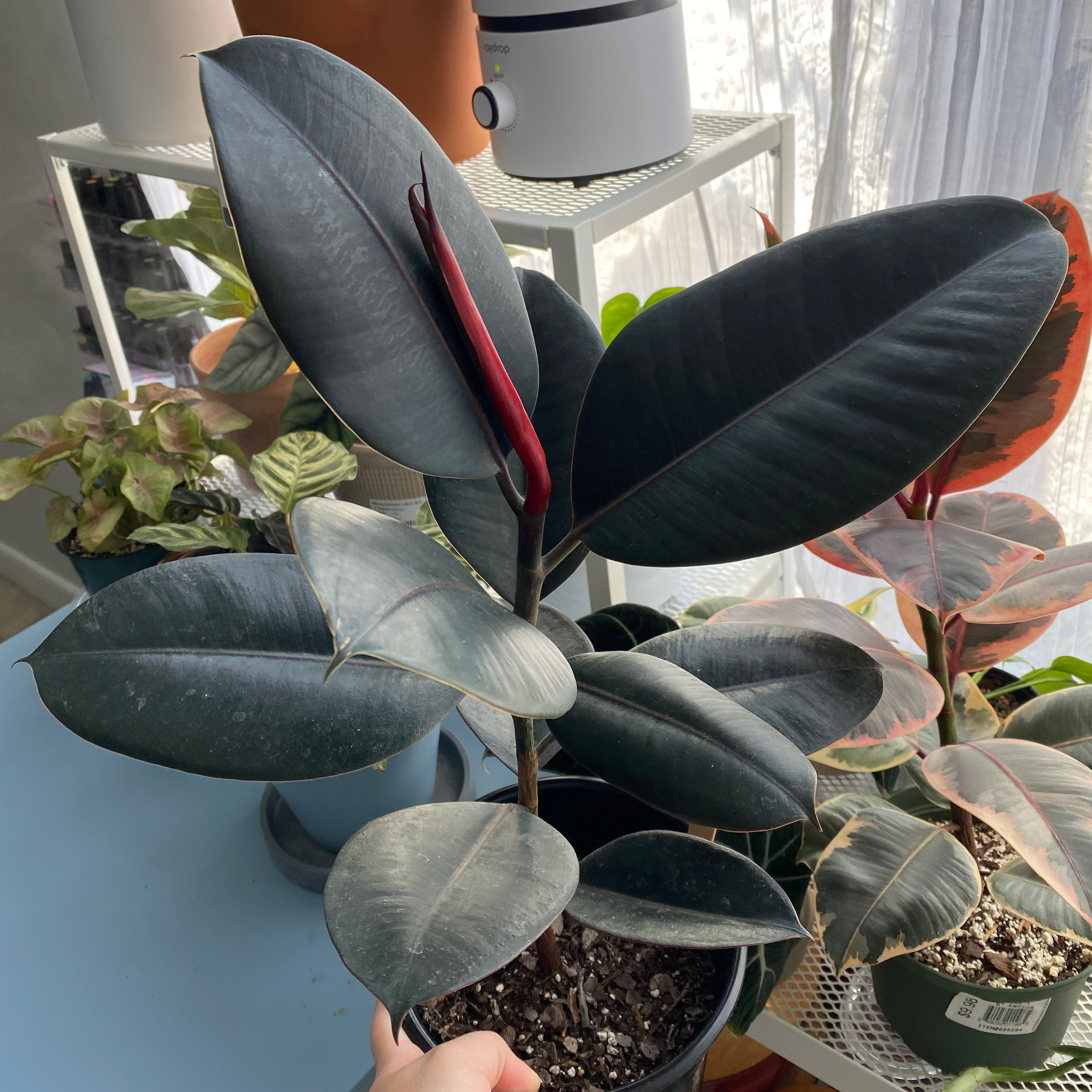 Burgundy Rubber Tree with dark, glossy leaves. Soil and multiple plants visible.