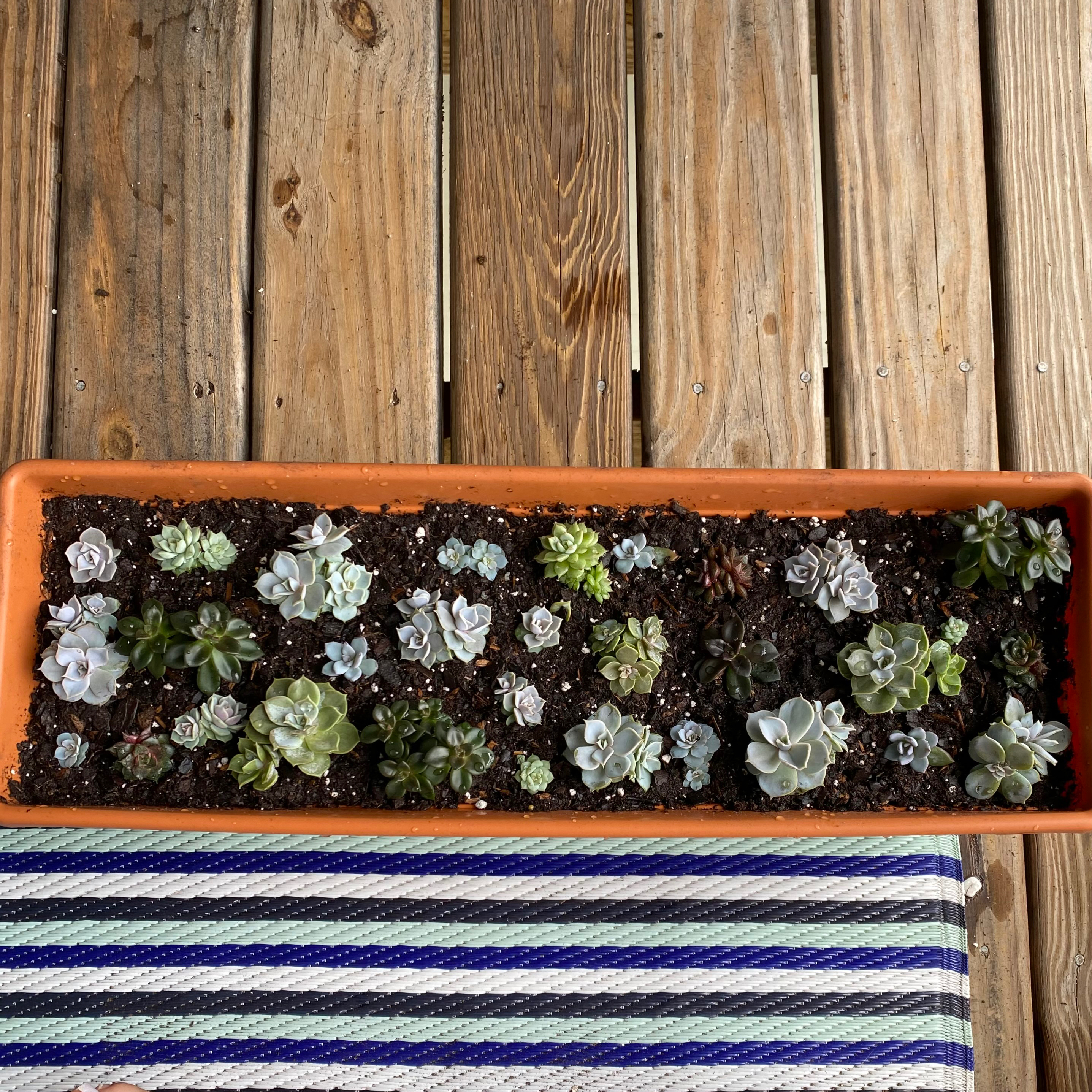 Rectangular planter with multiple healthy succulents, including Echeveria 'Lola'.