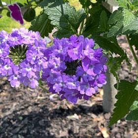 Photo of the plant species Slender Vervain by @NanaMernie named Beckham on Greg, the plant care app