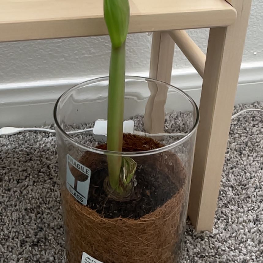 Photo of the plant species Amaryllis 'Denver' by @SunnySeagrape named Girlfrond on Greg, the plant care app