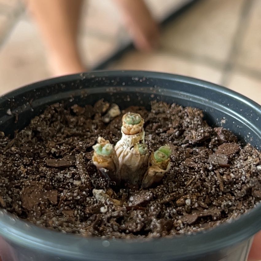 Photo of the plant species Bunny Succulent by @PureGabisan named Elle on Greg, the plant care app