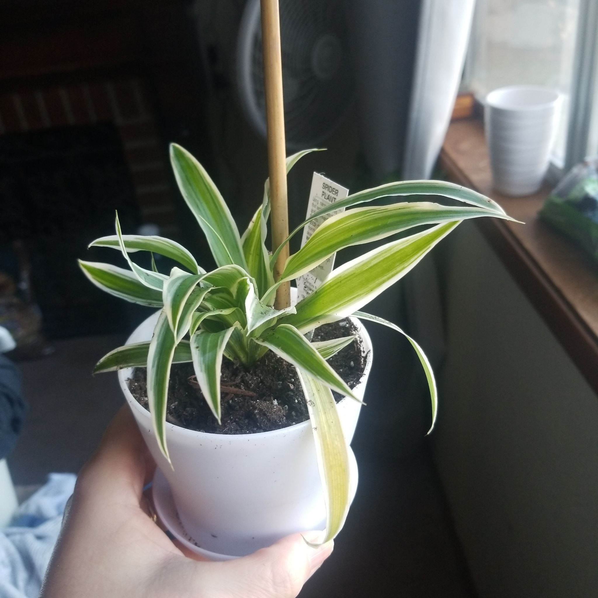 Photo of the plant species 'Himalaya' Spider Plant by @ExoticTreeivy named Gates on Greg, the plant care app