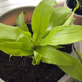 Photo of the plant species Dracaena Limelight by @PunchyHardpine named Kelly on Greg, the plant care app