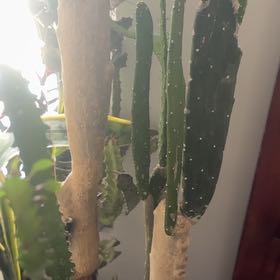 Photo of the plant species Cochineal Cactus by @FabCandelilla named Orwell on Greg, the plant care app