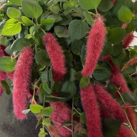 Photo of the plant species Chenille Plant by @FabCandelilla named Orlando Bloom on Greg, the plant care app