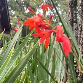 Photo of the plant species Chasmanthe Floribunda by @FacilelyRockfig named Mando on Greg, the plant care app