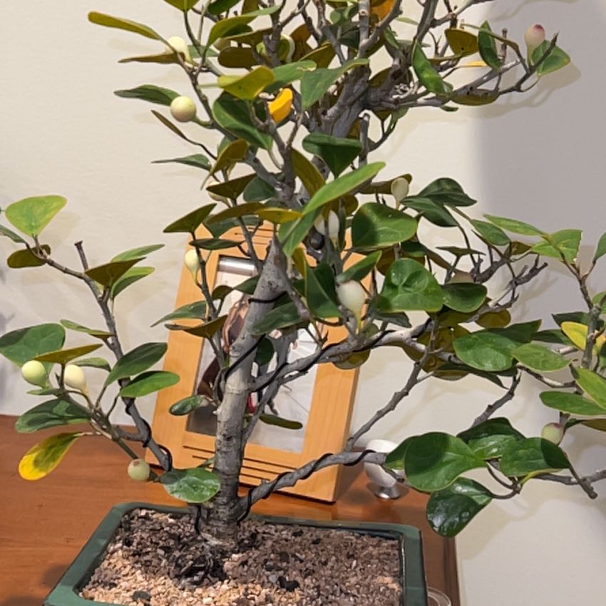 Photo of the plant species Mistletoe Fig by @ImpishPygmyiris named Figerton on Greg, the plant care app