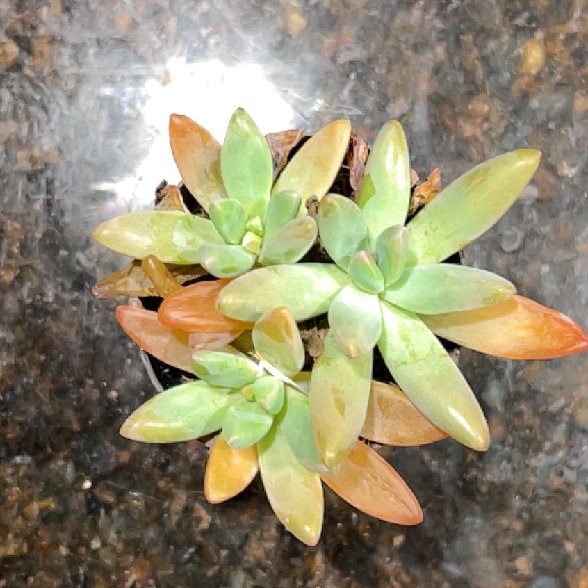 Spike Leaves