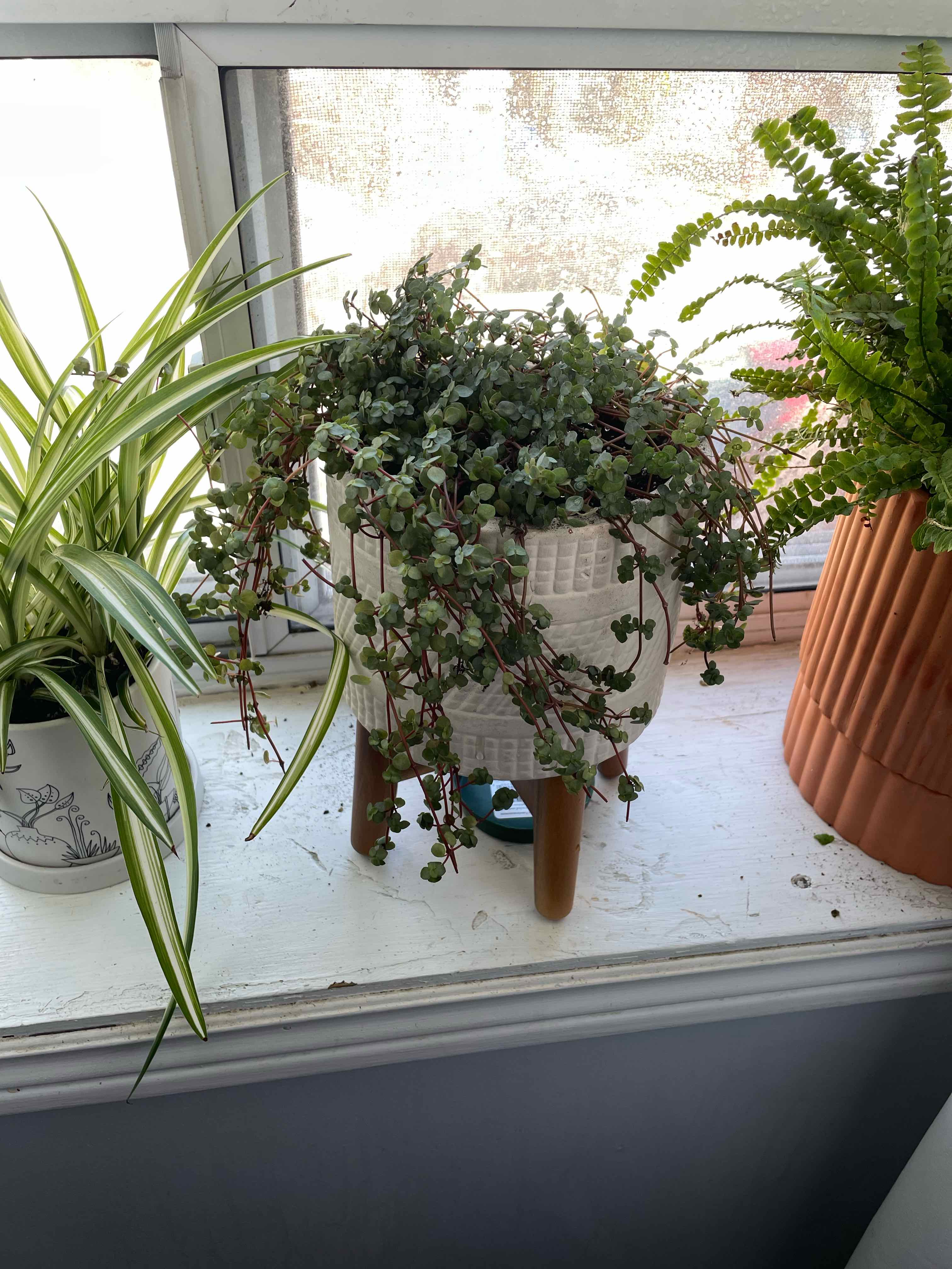 Pilea 'Aquamarine' plant in a white pot on a windowsill, surrounded by other plants.