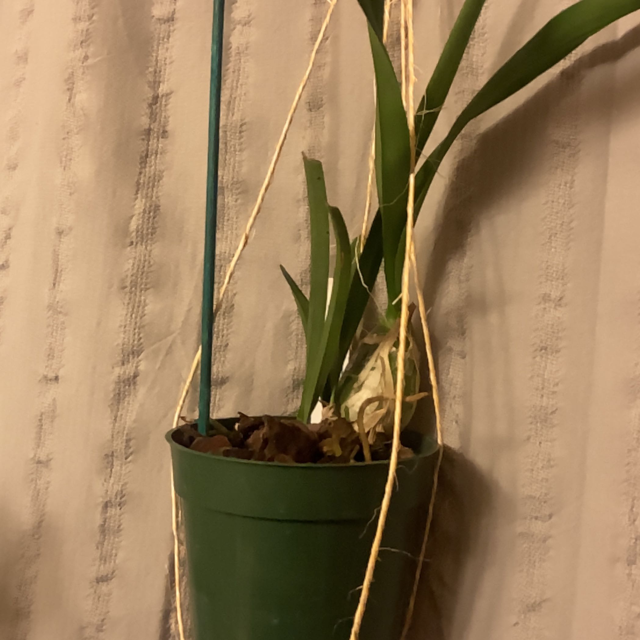Photo of the plant species Encyclia Rioclarense by @ImpishSandsedge named Clooney on Greg, the plant care app