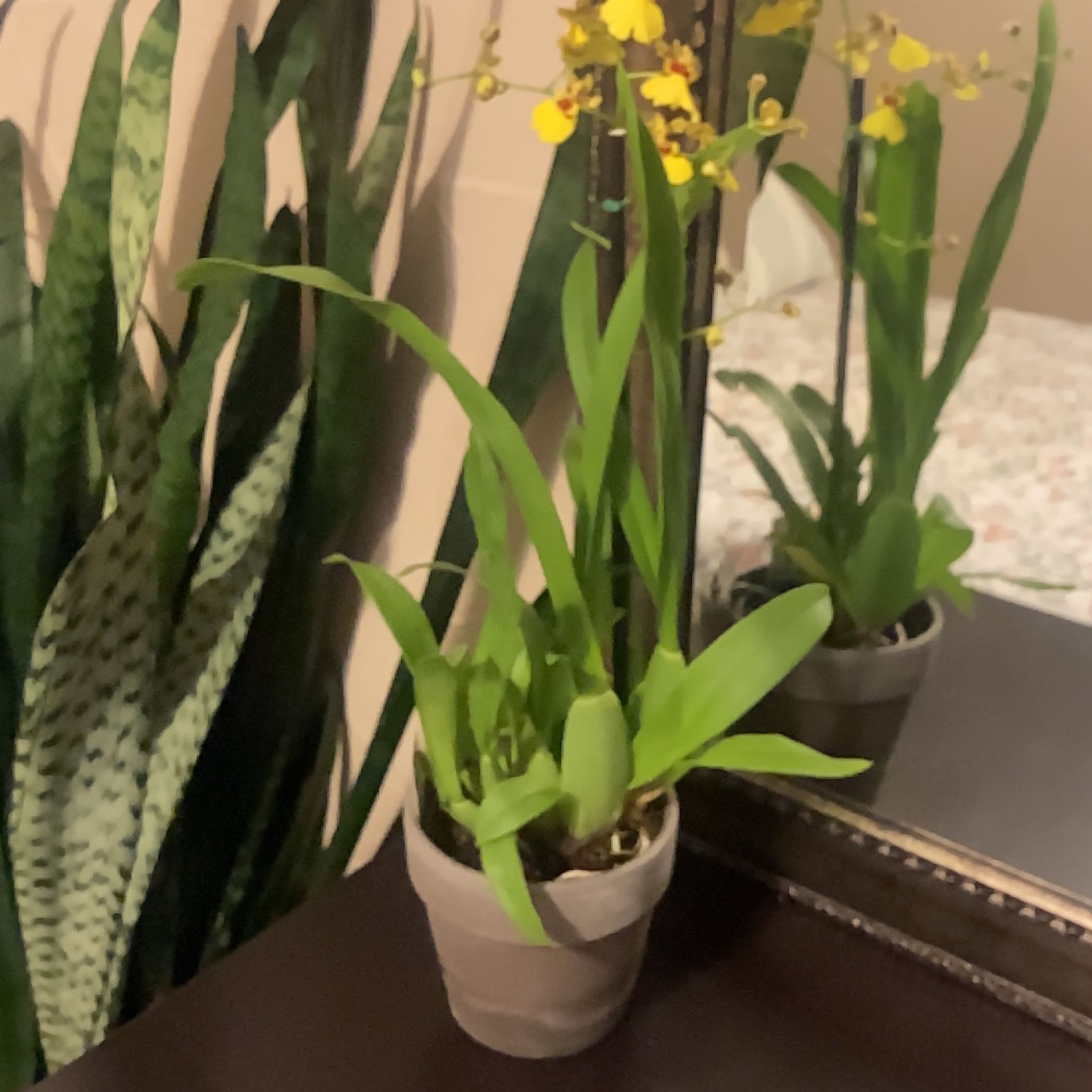 Photo of the plant species Oncidium 'Lemon Heart' by @ImpishSandsedge named Naomi on Greg, the plant care app