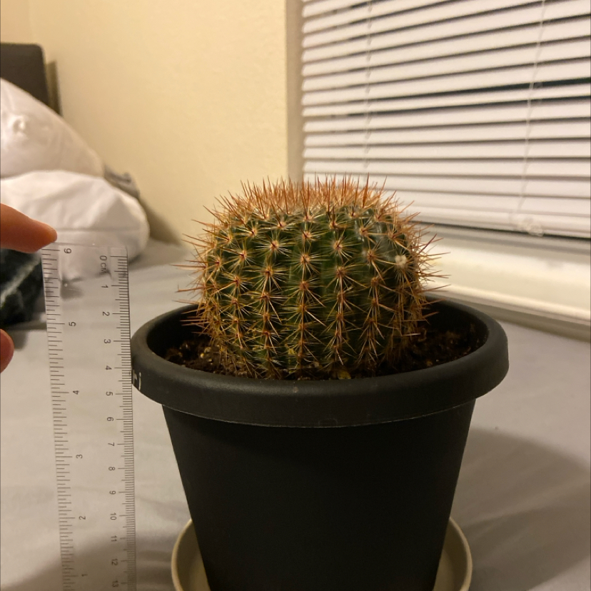 Parodia x erubescens cactus in a black pot with a ruler for scale.