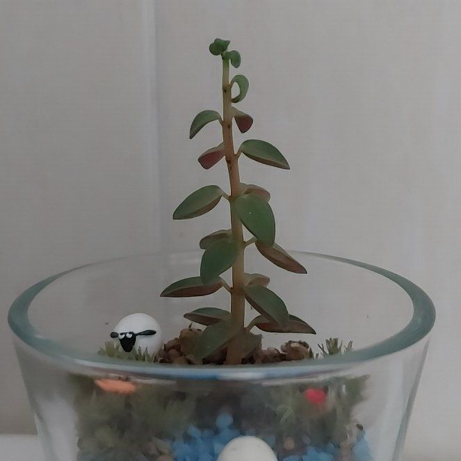 Photo of the plant species Lenophyllum latum by @SoothingPapaya named Sproutacus on Greg, the plant care app