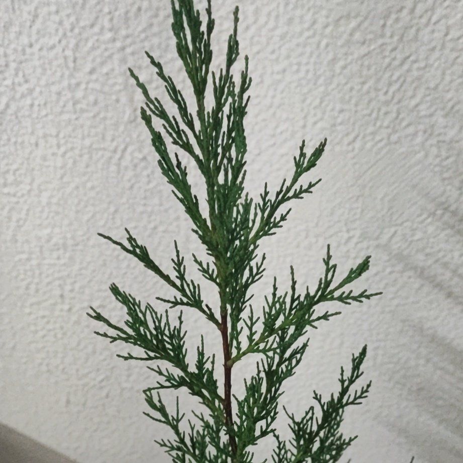 Photo of the plant species Hollywood Juniper by @KnowableOrchid named da Vinci on Greg, the plant care app