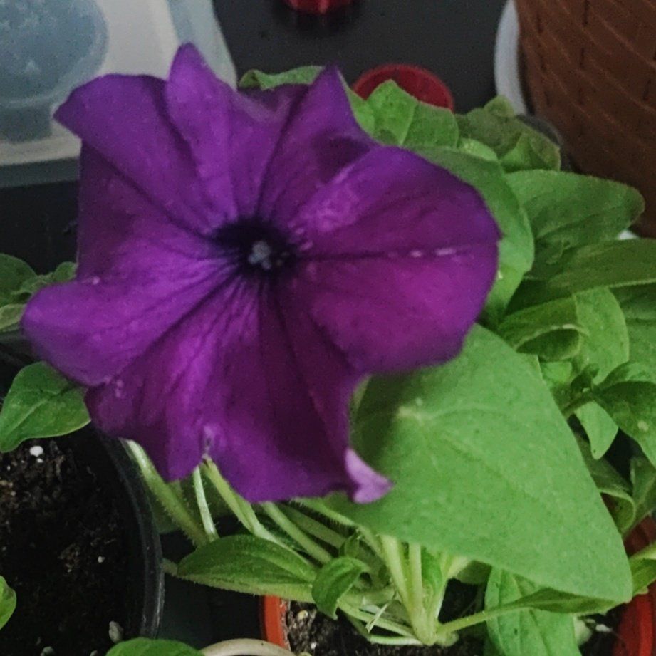 Photo of the plant species Sophistica® Blackberry Petunia by @KnowableOrchid named Michelle Branch on Greg, the plant care app