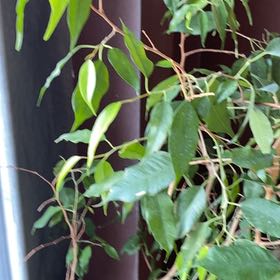 Photo of the plant species Anastasia Weeping Fig by @FunBrownbirch named Kendall on Greg, the plant care app