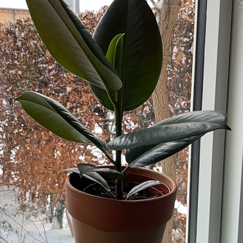 Ficus Robusta plant in a pot near a window with healthy dark green leaves.
