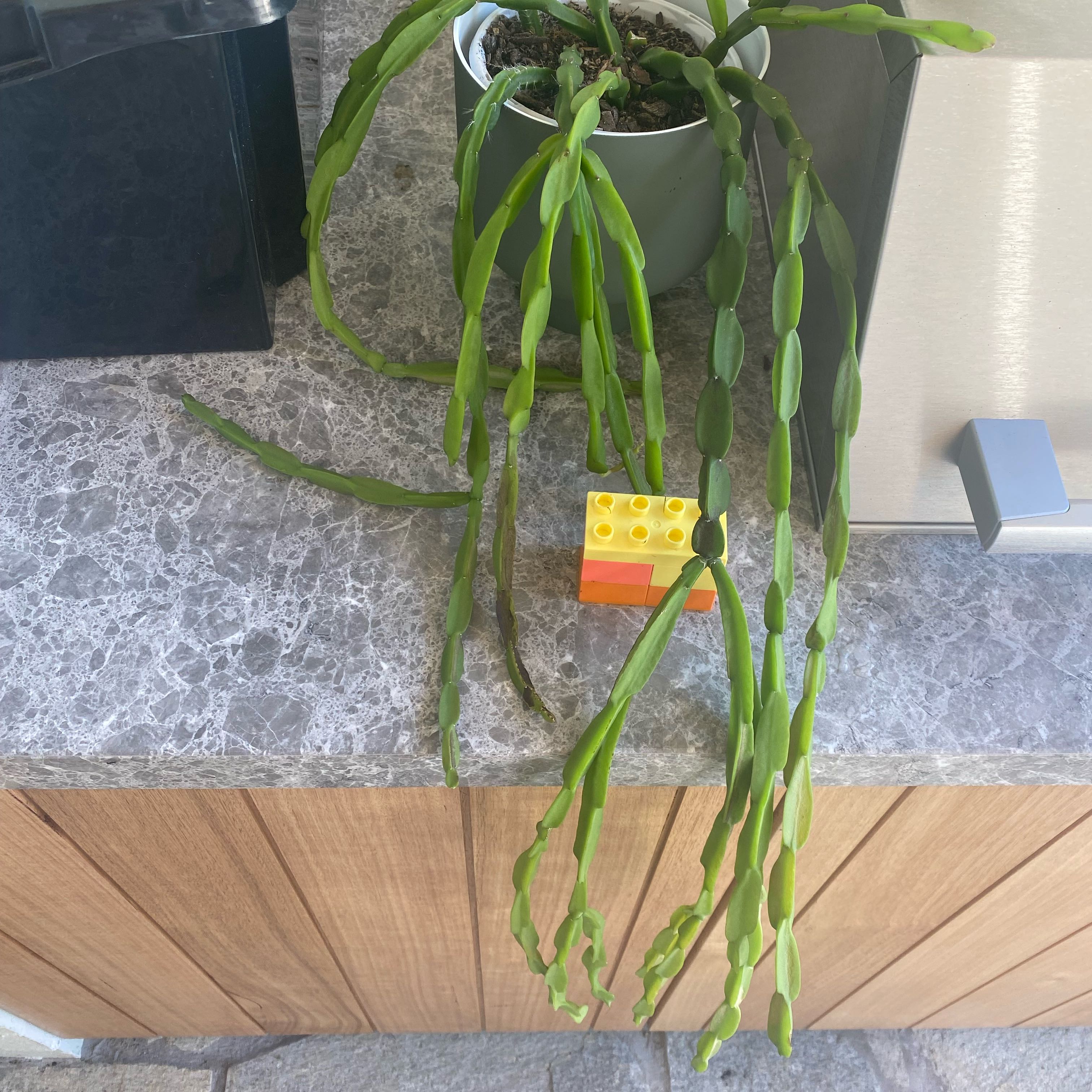 Rhipsalis paradoxa plant in a white pot with green stems, placed on a countertop.